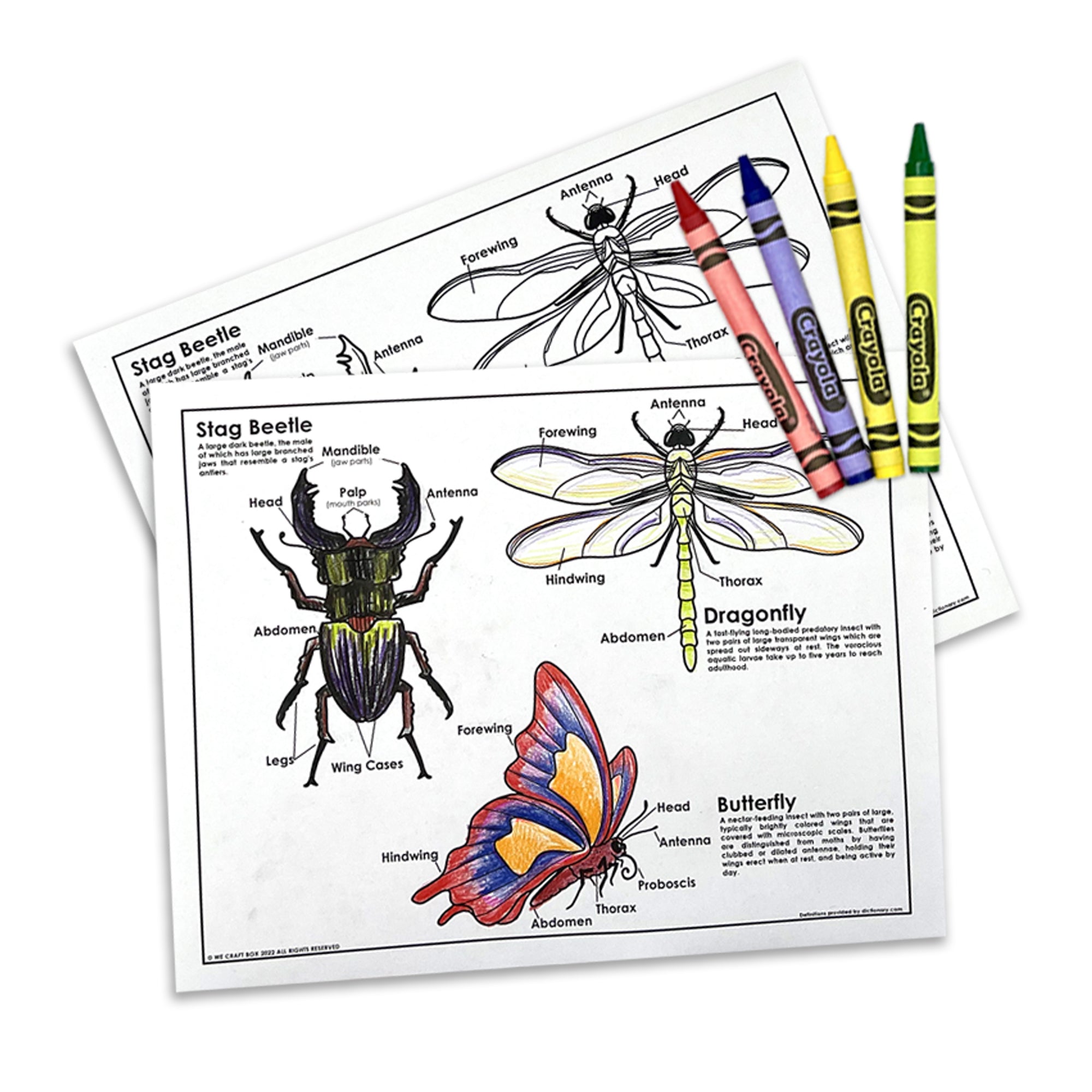 Bug Box - Insect Activities for Ages 3-9 – We Craft Box